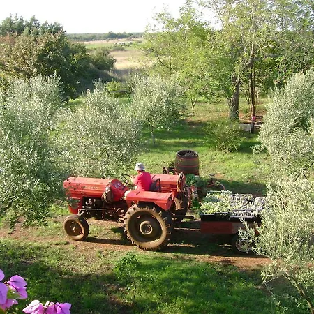 Annamaria Pula