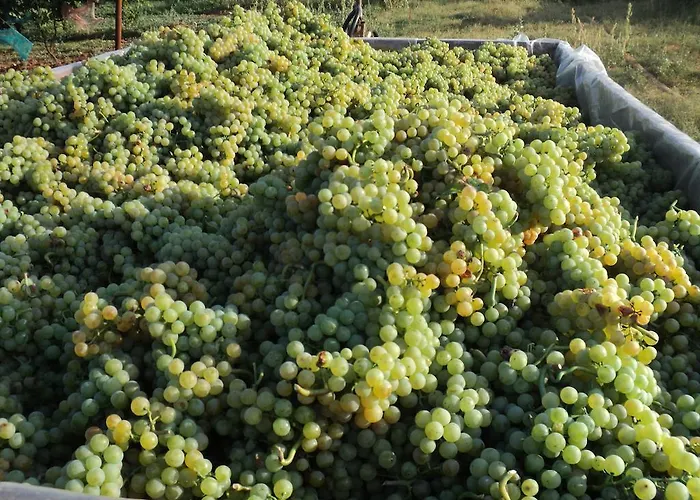 Vikendica Annamaria *